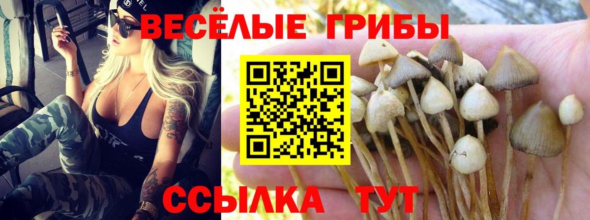 Псилоцибиновые грибы прущие грибы  Вход с VPN  Псилоцибиновые грибы Cubensis  Трёхгорный 